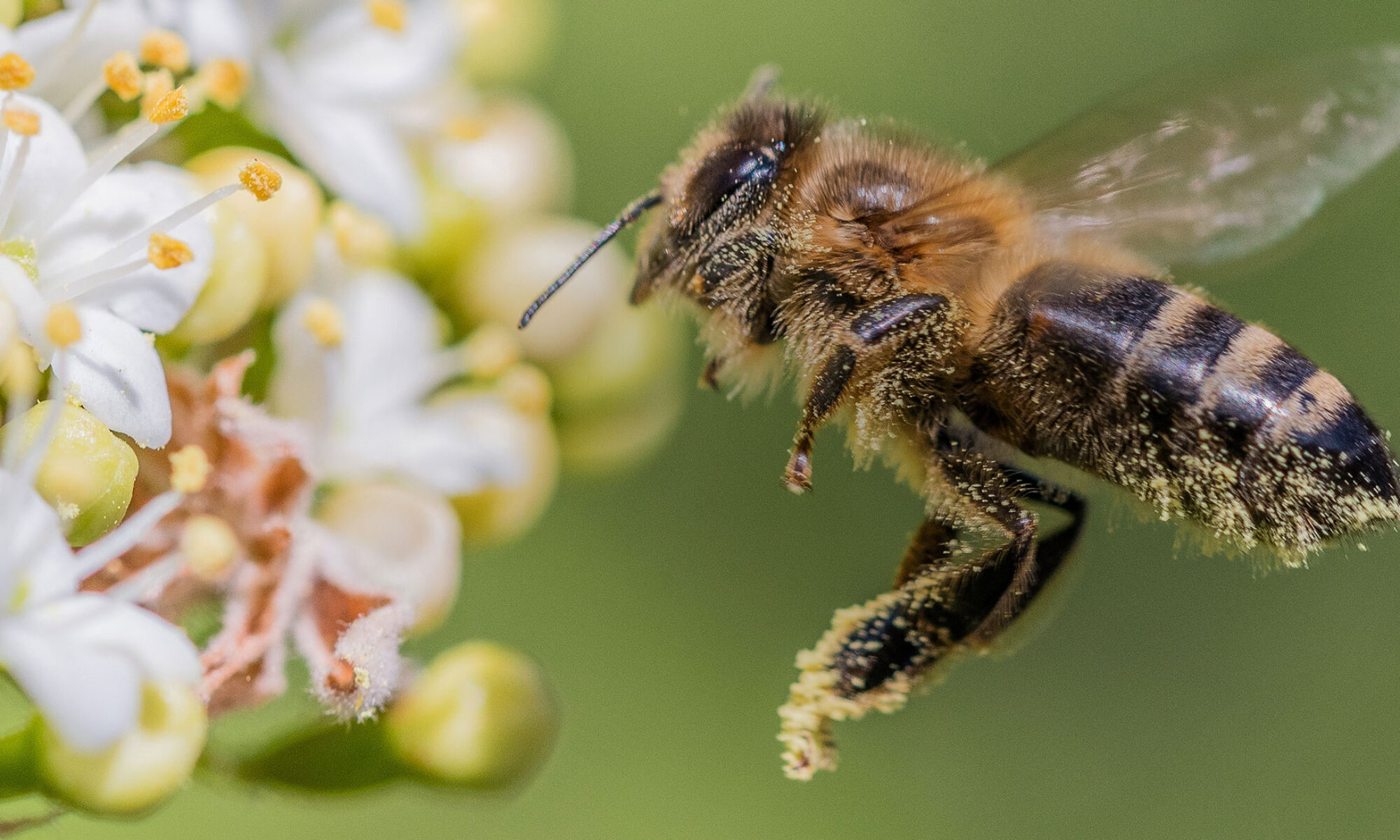 Biene fliegt vor einer Blüte